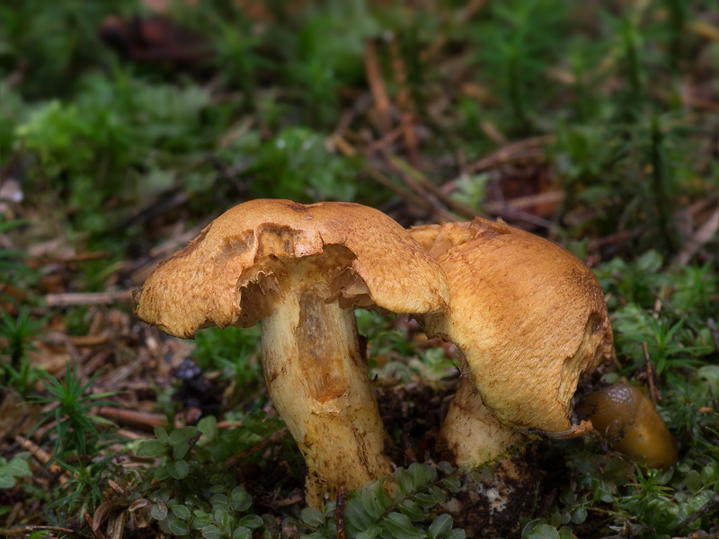 Cortinarius callisteus